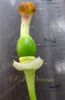  Pistil